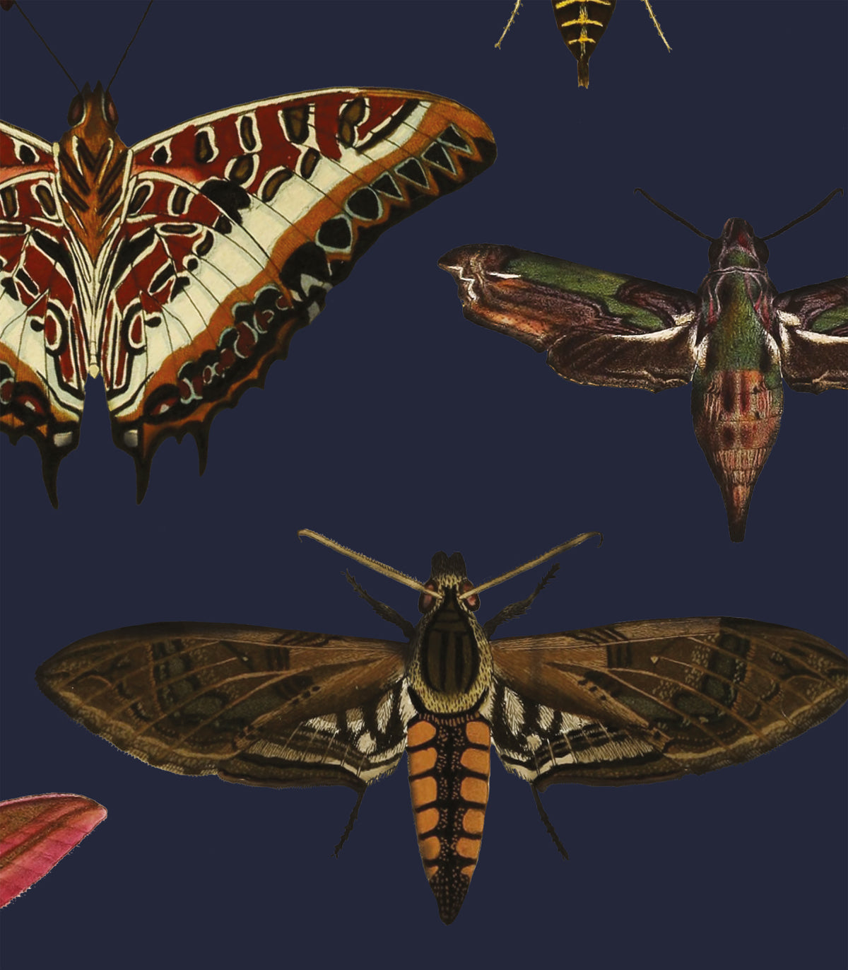 Tapeta Butterflies Navy Blue