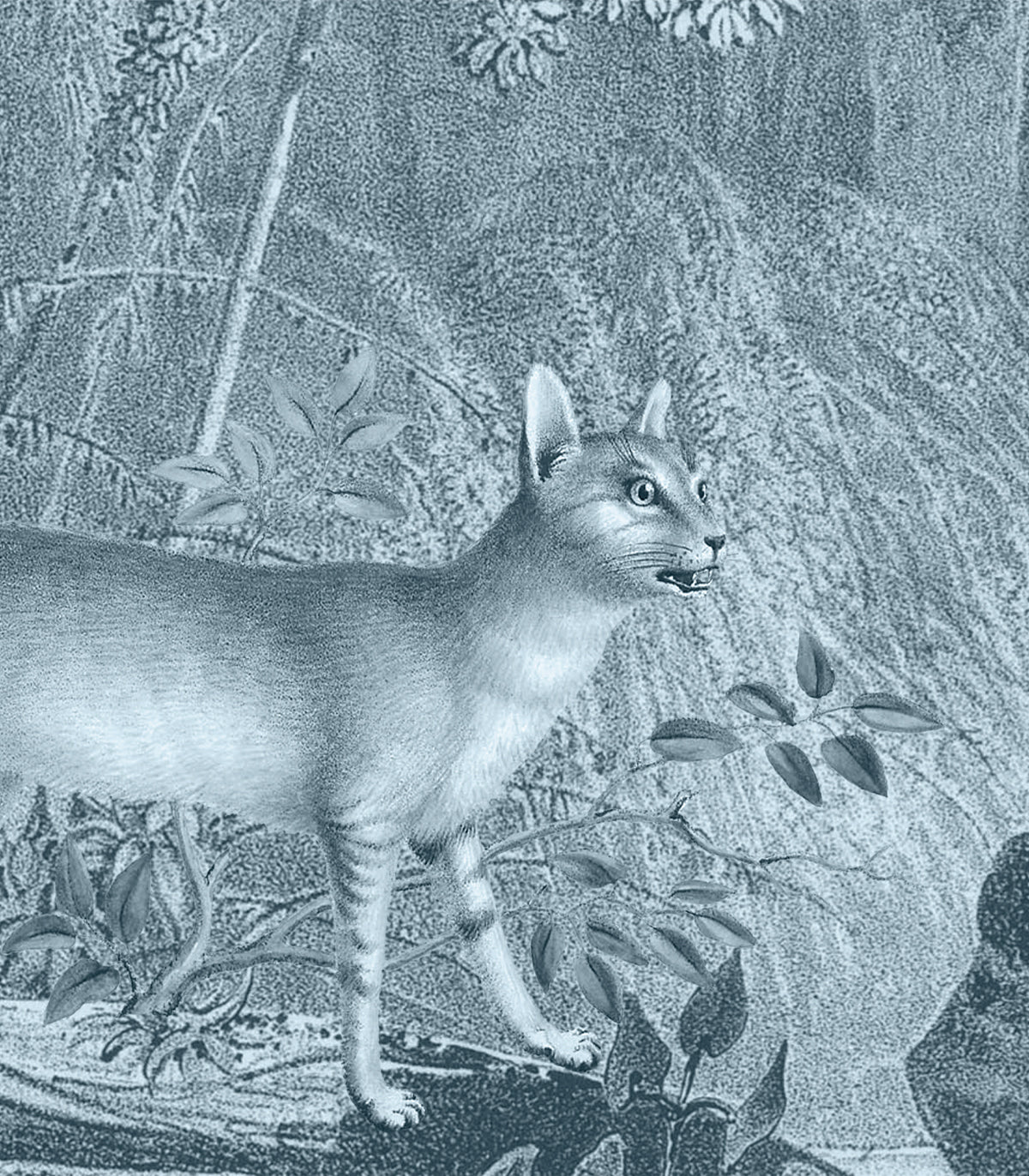 Tapeta  Jungle Cat Blue