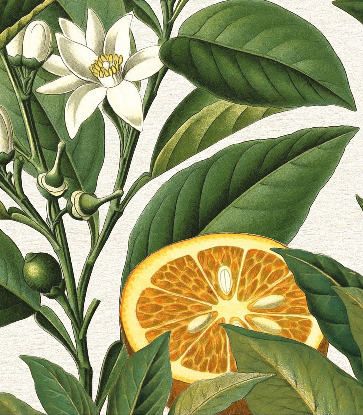 Tapeta Orange Tree