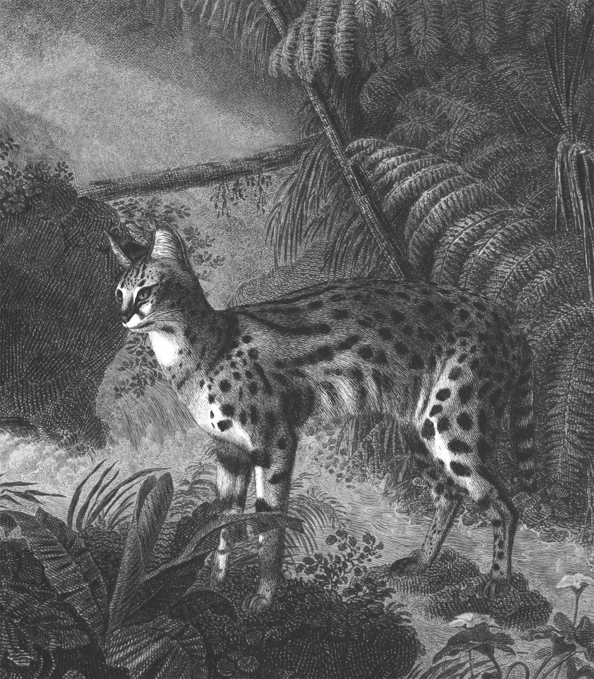 Tapeta Palms and cats