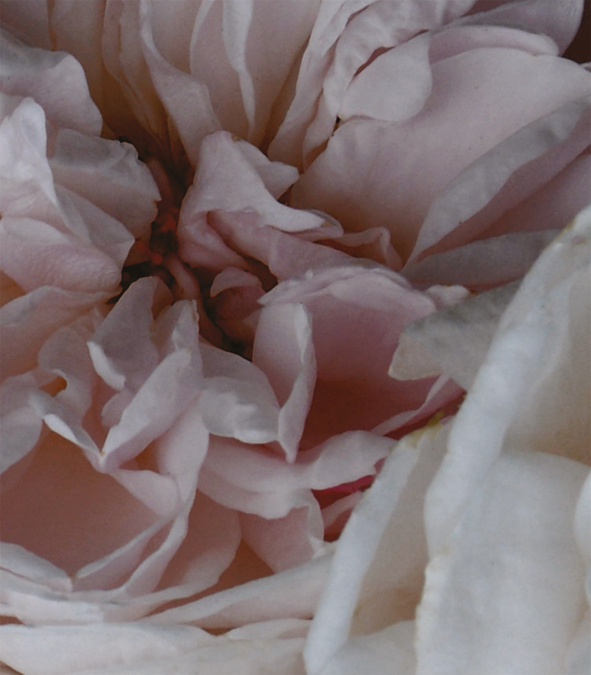 Tapeta Peony