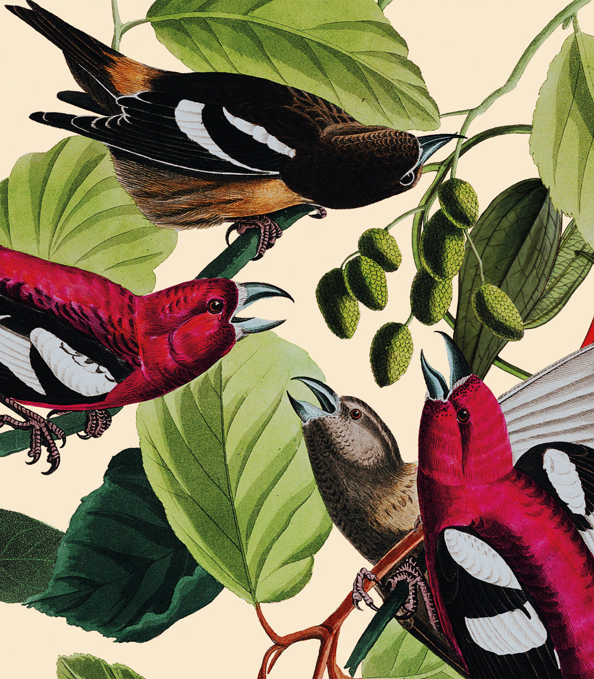 Tapeta The Jungle Book