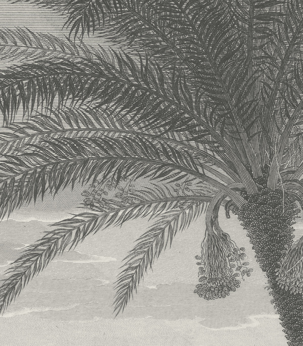 Tapeta Tropical Volcano Vista